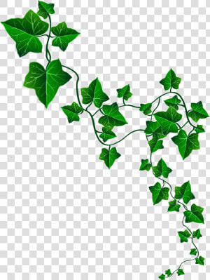 Vine Ivy Decoration Png Clipart Image   Ivy Drawing  Transparent Png