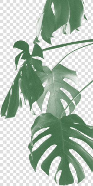 Swiss Cheese Plant Png  Transparent Png