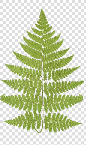 Leaping Frog Designs Frond   Athyrium Filix Femina Png  Transparent Png