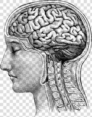 Medical imaging   Anatomic Drawing Brain Png  Transparent Png