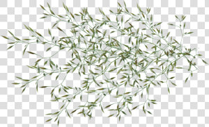 Grass  Seed  Weed  Plant  Garden  Nature  Cut Out   Garden Weed Png  Transparent Png