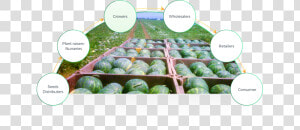 Growers   Plantation  HD Png Download