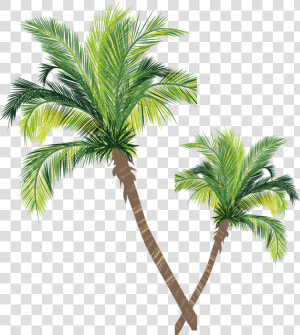 Coconut Material Tree Euclidean Vector Palm Asian Clipart   Adobe Illustrator Palm Tree  HD Png Download