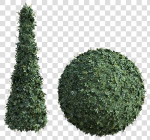 Topiary  Bush  Tall  Hedge  Round  Green  Leaves  Shrub   Christmas Tree  HD Png Download