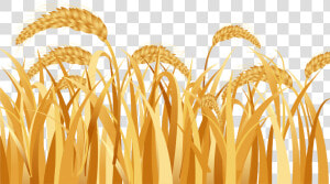 Emmer Ear Rice   Wheat Field Png Vector  Transparent Png