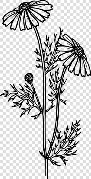 Perennials Black And White  HD Png Download