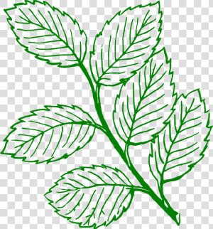 Green Outlined Mint Leaves   Leaves Clipart Black And White  HD Png Download