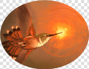 Carolina Wren  HD Png Download