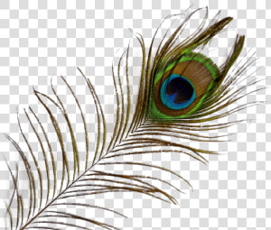 Peacock Feather Png Transparent Images   Transparent Background Peacock Feather Png  Png Download