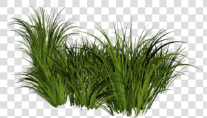 Beach Grass Png File   Tall Grass Transparent Background  Png Download