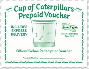 Green And White Voucher For A Cup Of 5 Caterpillars  HD Png Download