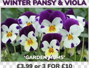 Grovewell Promos Winter Pansy  amp  Viola   Sardi Plants  HD Png Download