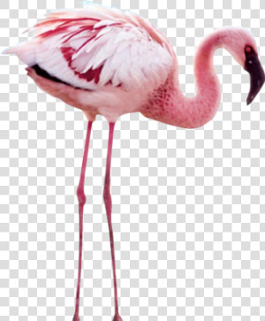  пнг  flamengo  png  ekc  фламинго   Crimson Wing  The Mystery Of The Flamingos  Transparent Png