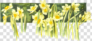 Transparent Daffodils Clipart   Narcissus  HD Png Download