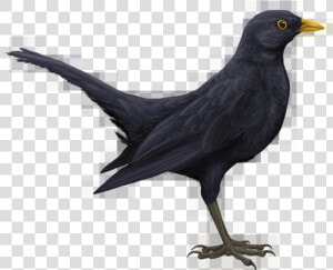 Blackbird Png Hd   Drawn Black Bird  Transparent Png