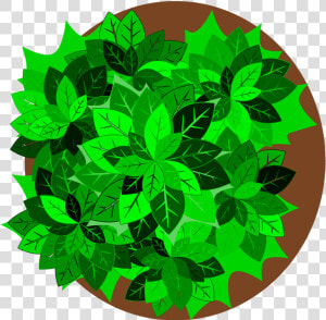 Plant leaf tree   Plants Clipart Top View  HD Png Download