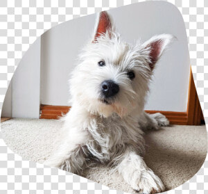 Wilburimage   West Highland White Terrier  HD Png Download