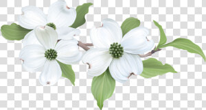 Flowering Dogwood  HD Png Download