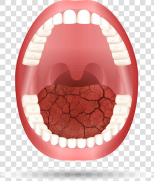 Medication Open Mouth Animation   Teeth Name  HD Png Download