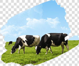 Livestock Farm Png  Transparent Png