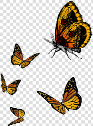  ftestickers  butterfly  cute  fly  yellow   Unique Cartoon Cute Butterfly Png  Transparent Png