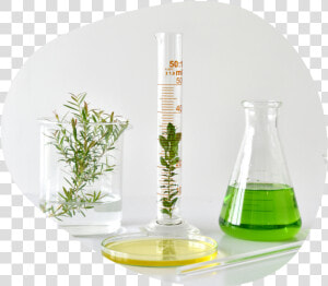 Lab Beaker With Botanical  HD Png Download