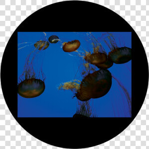 D   Antonakos   Jellyfish   Jellyfish   Png Download  Transparent Png