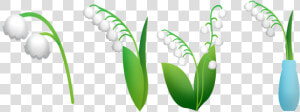 Lily Of The Valley  Lily In Vase  Lily Flowers  Leaves   Lirio De Los Valles Png  Transparent Png