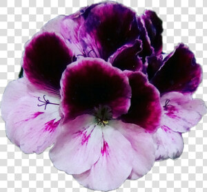 Flores Violet Violets Violetas Moradas Flowers Plantas  HD Png Download