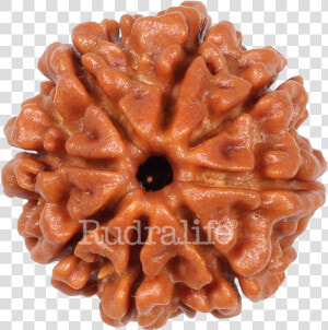 Eight Mukhi Rudraksha Rudraksha   Eight Mukhi Rudraksha  HD Png Download