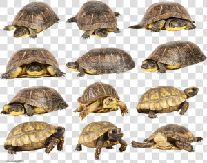 Turtle Png   Turtle  Transparent Png