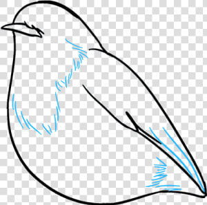 How To Draw Robin   Mountain Bluebird  HD Png Download