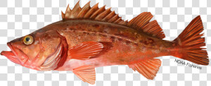 Illustration Of A Bocaccio Rockfish   Bocaccio Rockfish  HD Png Download