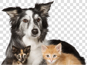 Cats Dogs Top Of Head Png   Adopt Dogs And Cats  Transparent Png