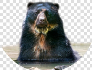 Tremarctos Ornatus Spectacled Bear   Oso De Anteojos Png  Transparent Png