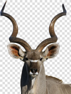 Cx   Antelope Shofar  HD Png Download