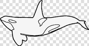 Transparent Killer Whale Png   Drawn Clipart Killer Whale Art  Png Download