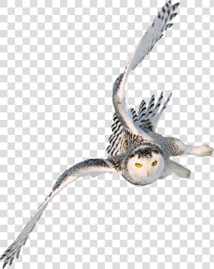 Snowy Owl Image Portable Network Graphics Barn Owl   Harry Potter Owl Flying  HD Png Download