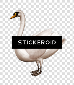 Swan Png   Png Download   Swan  png  Transparent Png