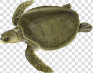 Adult Olive Ridley Sea Turtle   Olive Ridley Turtle Clipart  HD Png Download