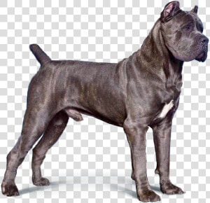 Cane Corso Png   Transparent Cane Corso Png  Png Download