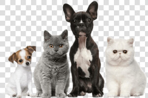 Dog Cat Puppy Kitten Pet   Cats Dogs  HD Png Download