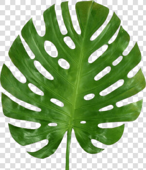 Transparent Monstera Leaf Png  Png Download