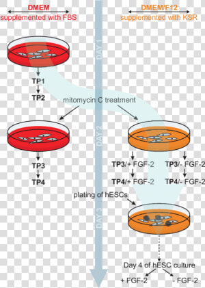 Schematic Of Human Embryonic Stem Cell Culture   Collection Of Conditioned Media  HD Png Download