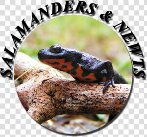 Salamander Png  Transparent Png