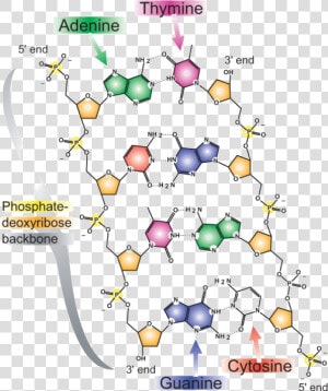 The Base Pairing Nature Of Dna   Chemical Structure Of Chromosome  HD Png Download