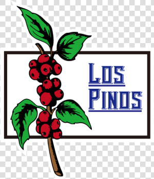 Pinos Png  Transparent Png