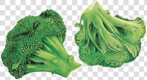 Brocoli Arrière Plan Transparent  HD Png Download