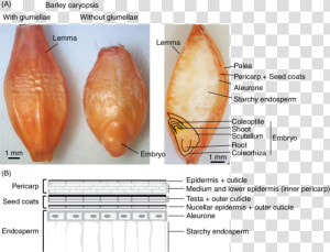 Barley Seed Structure  HD Png Download