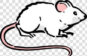 Cartoon Mouse Image Illustration   Vivo Experiments  HD Png Download